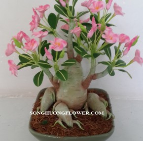 Hoa sứ bonsai - Hoa Đất Sét Song Hương